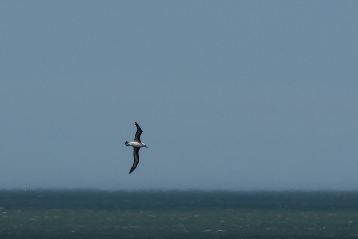albatros černobrvý - ML509118621