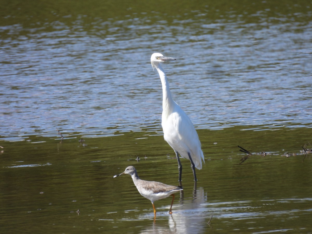 Aigrette roussâtre - ML509119021