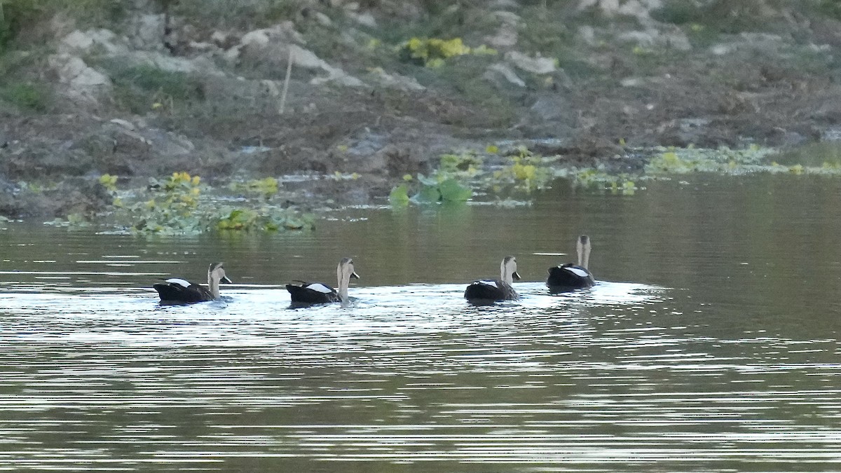 Gadwall - ML509119401