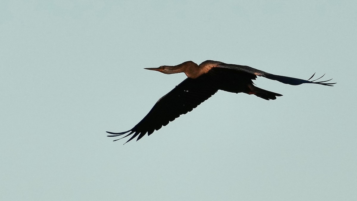 Oriental Darter - ML509119471