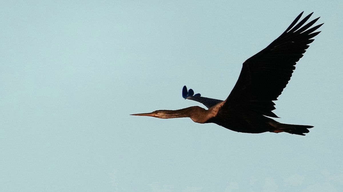 Oriental Darter - ML509119481