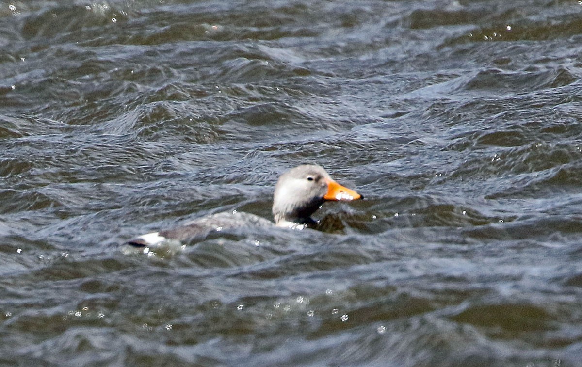 Langflügel-Dampfschiffente - ML509119521