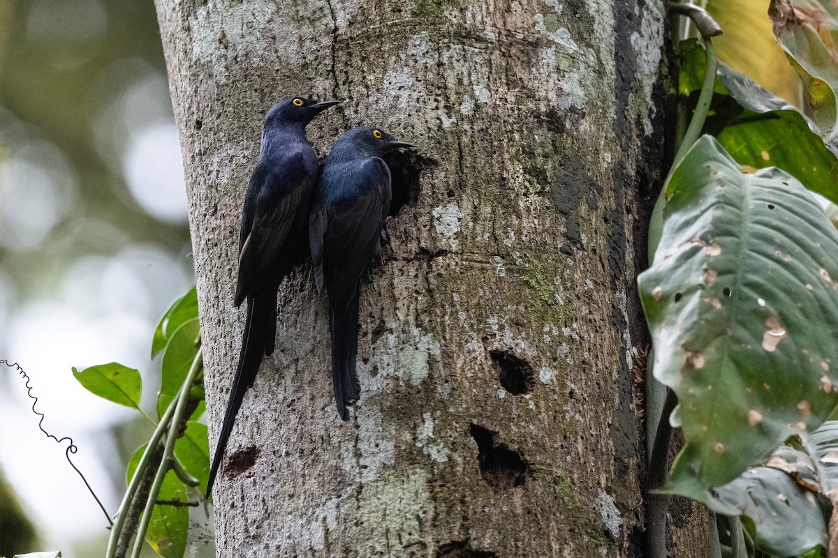 Narrow-tailed Starling - ML509119791