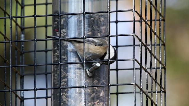 Black-capped Chickadee - ML509120651