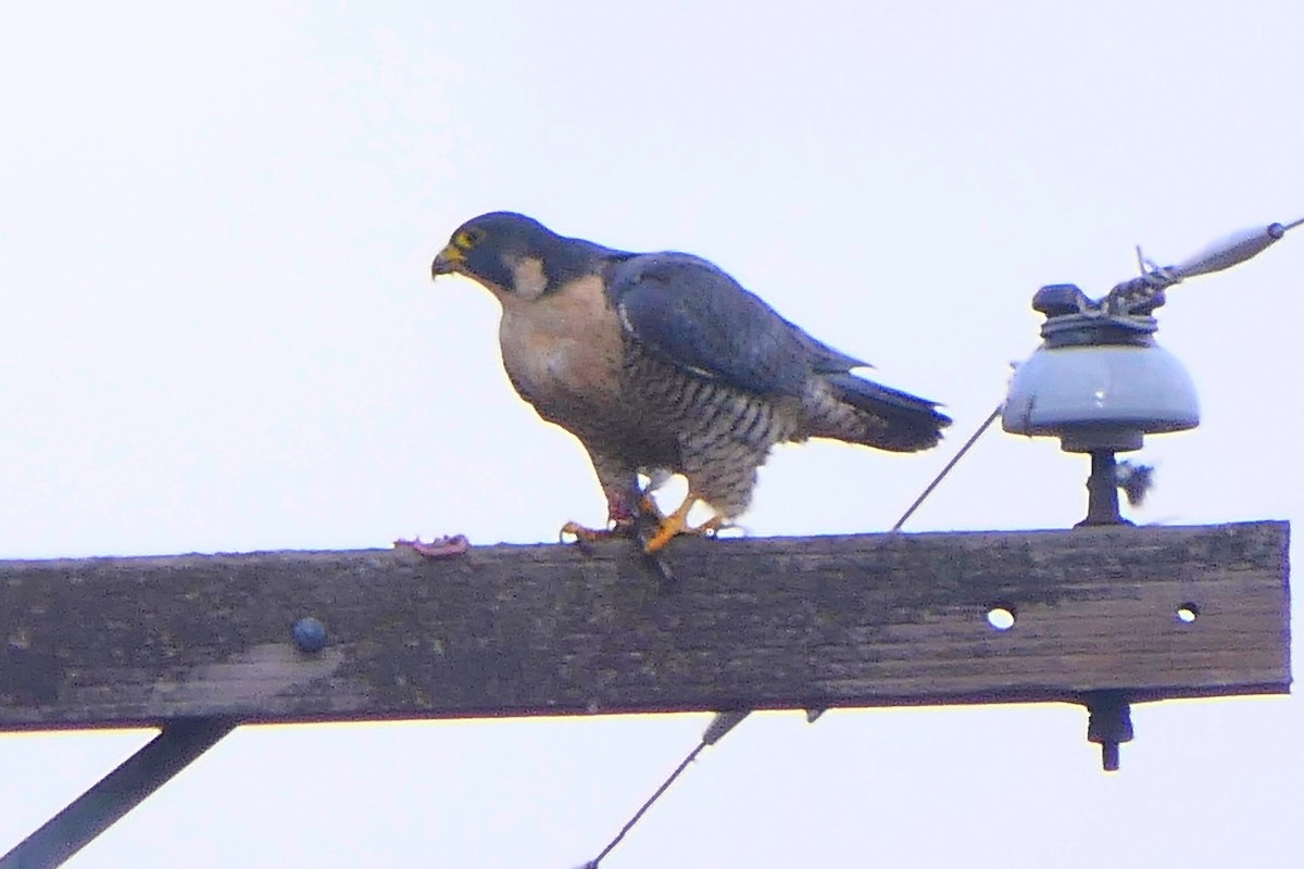 Peregrine Falcon - ML509122251