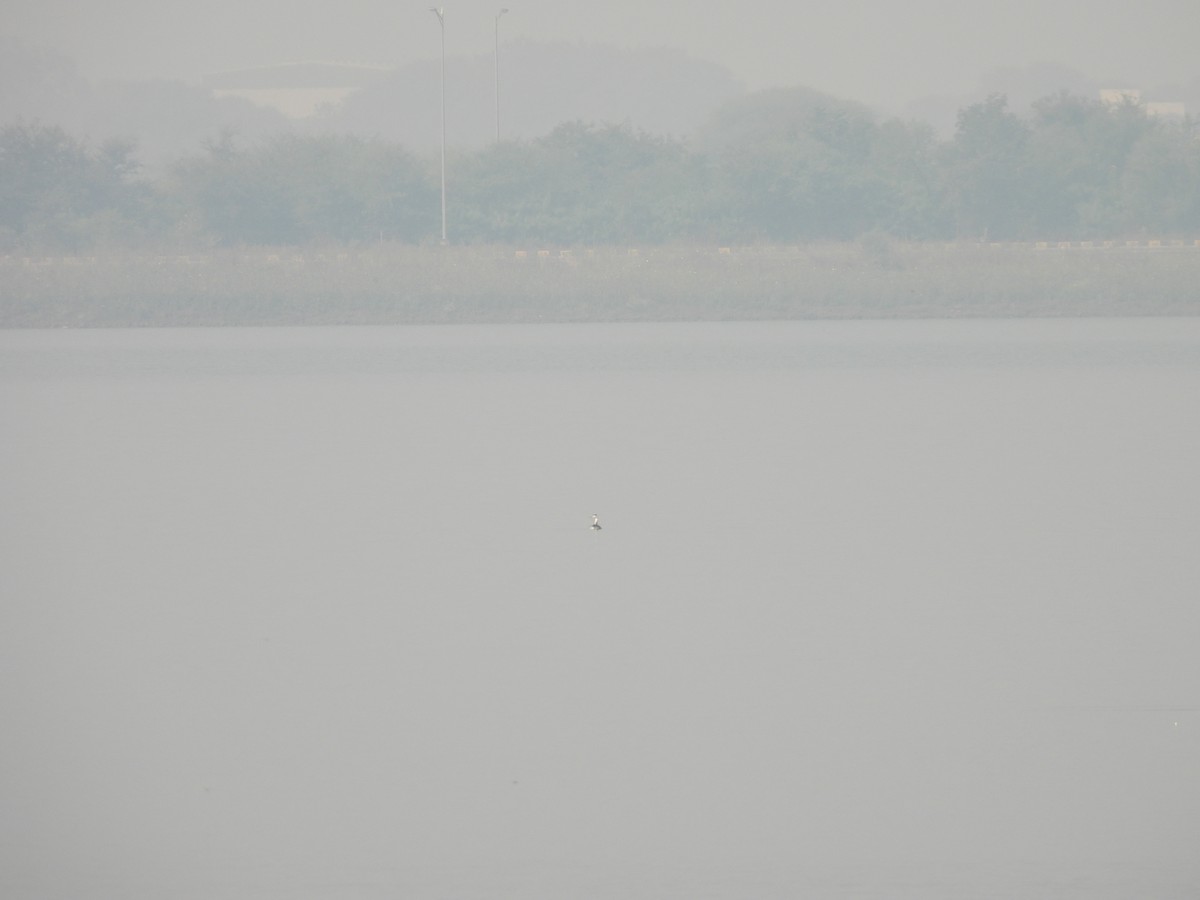 Great Crested Grebe - ML509122461