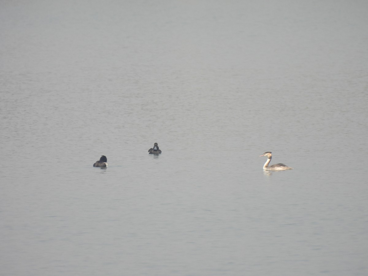 Great Crested Grebe - ML509122471