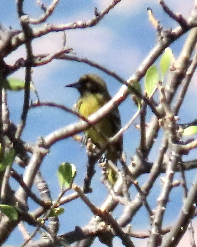 Orchard Oriole - ML509122581