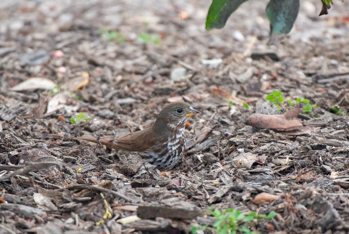 Fox Sparrow (Sooty) - ML509122601