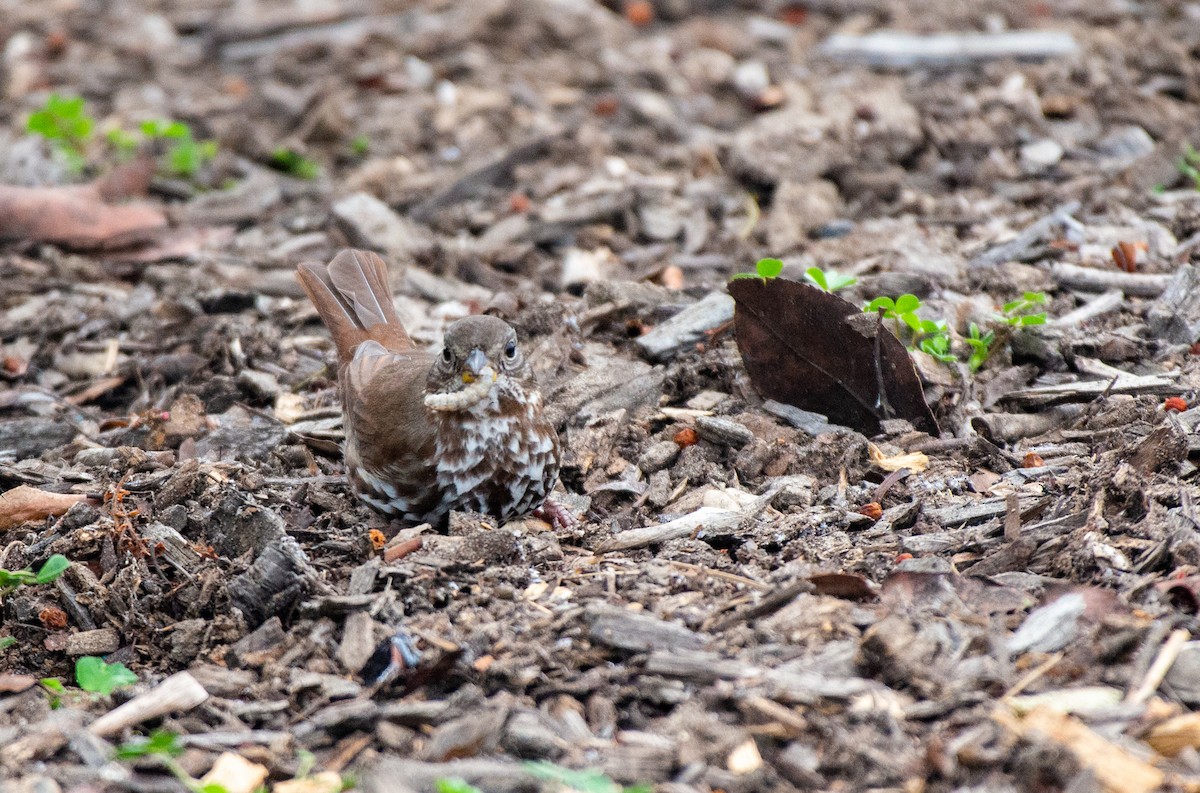 Fox Sparrow (Sooty) - ML509122631