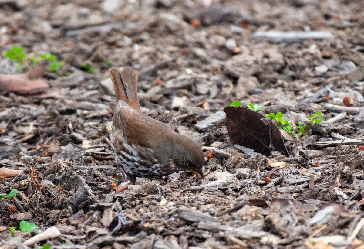 Fox Sparrow (Sooty) - ML509122641