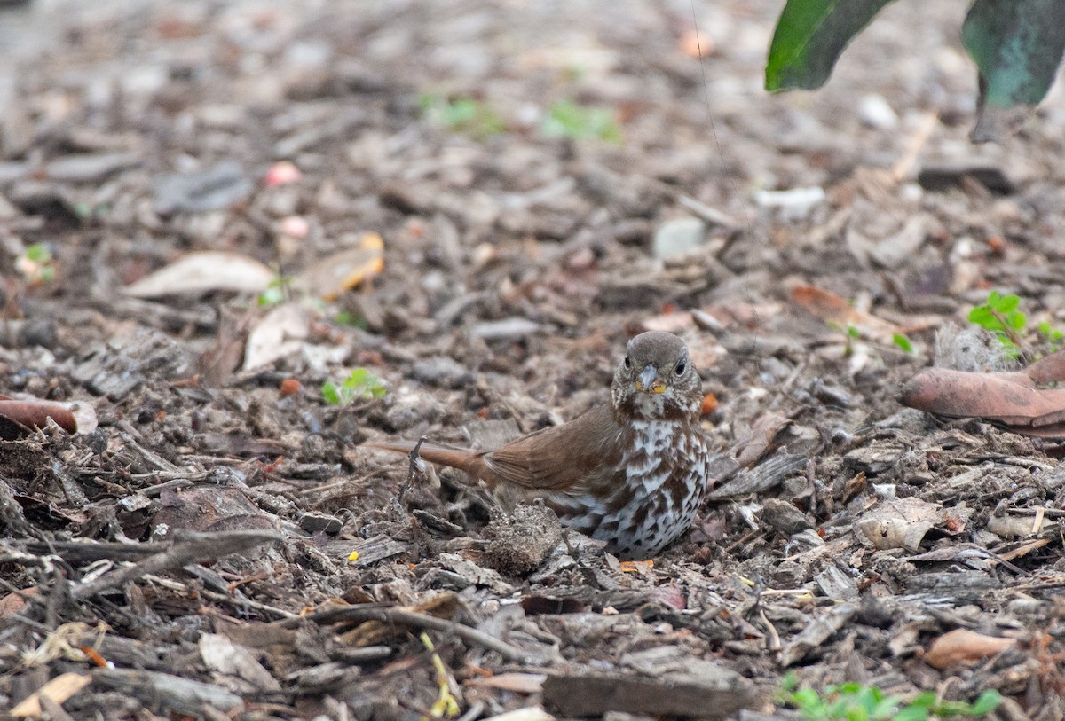Fox Sparrow (Sooty) - ML509122651