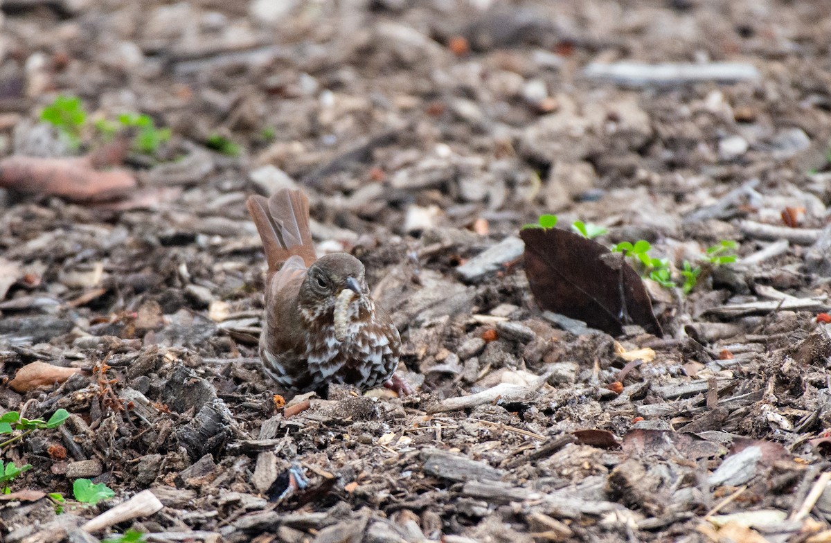 Fox Sparrow (Sooty) - ML509122661
