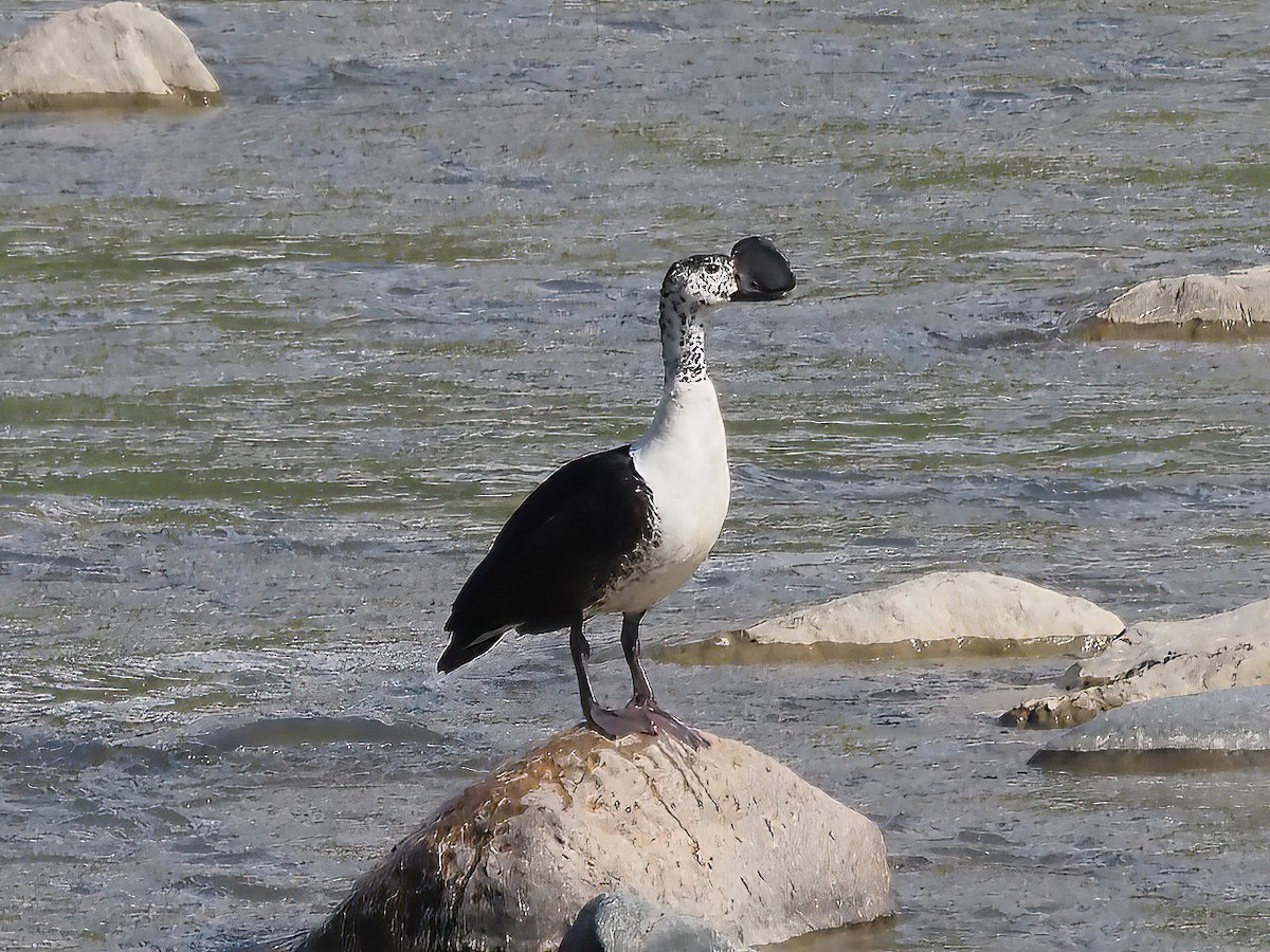 Comb Duck - ML509123051