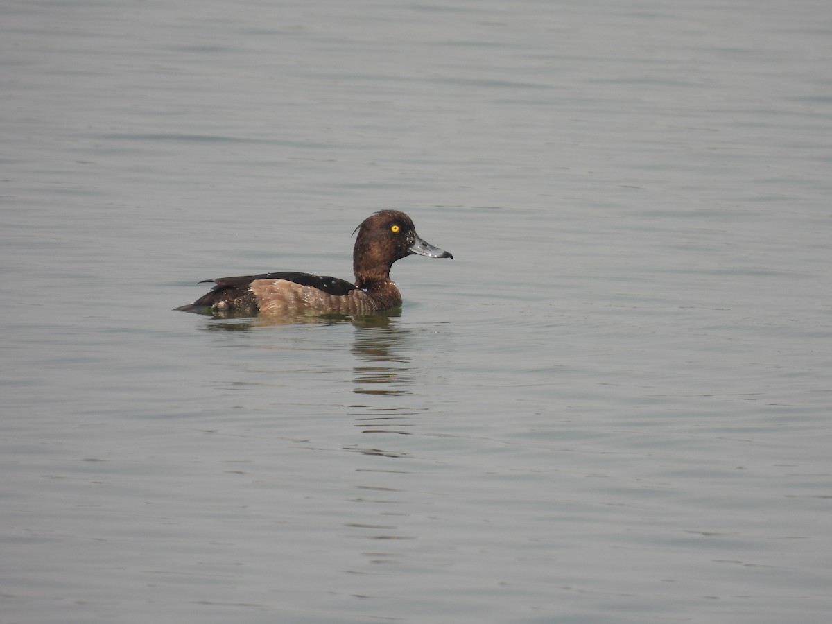 鳳頭潛鴨 - ML509123241