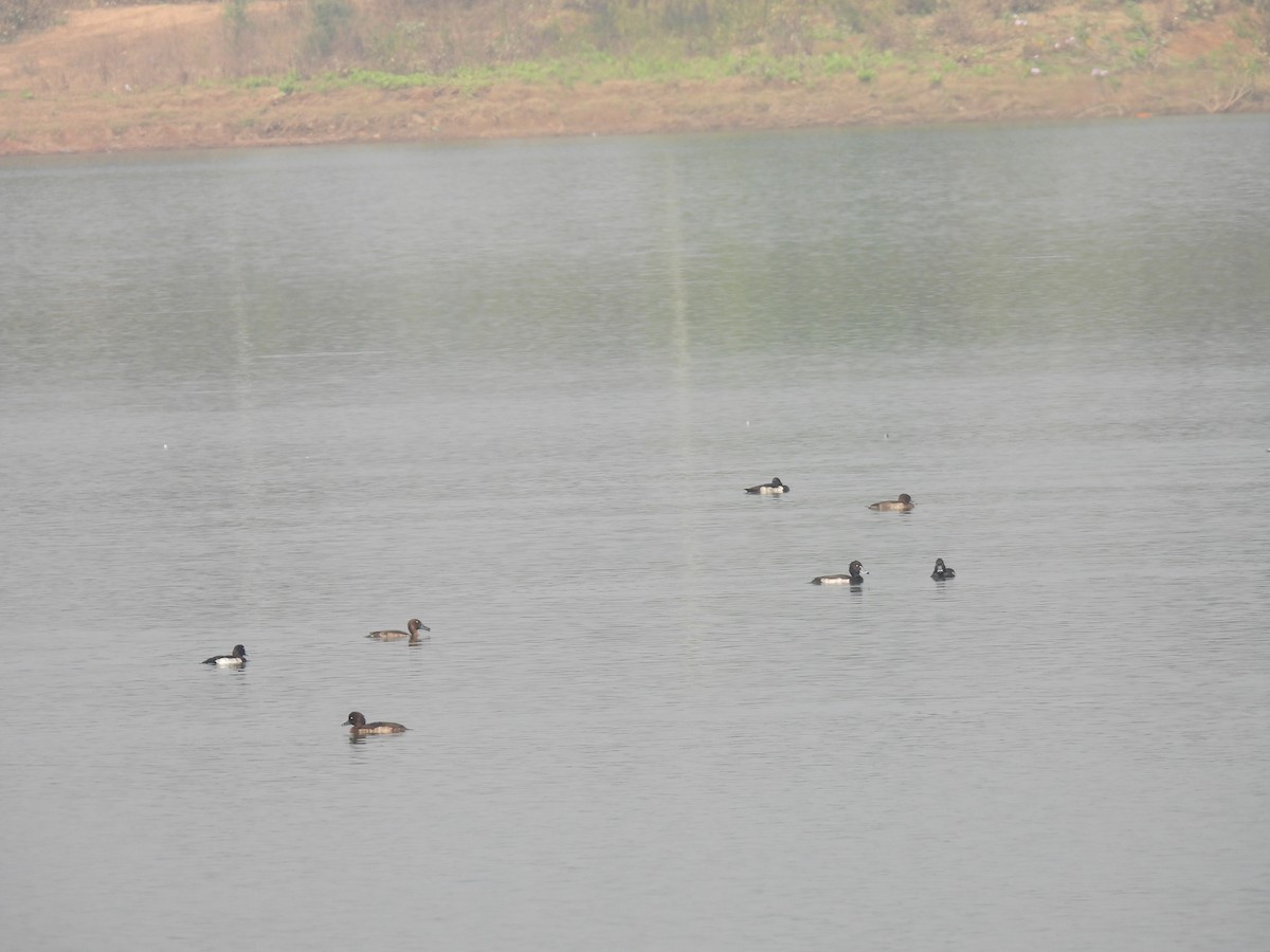 Tufted Duck - ML509123281