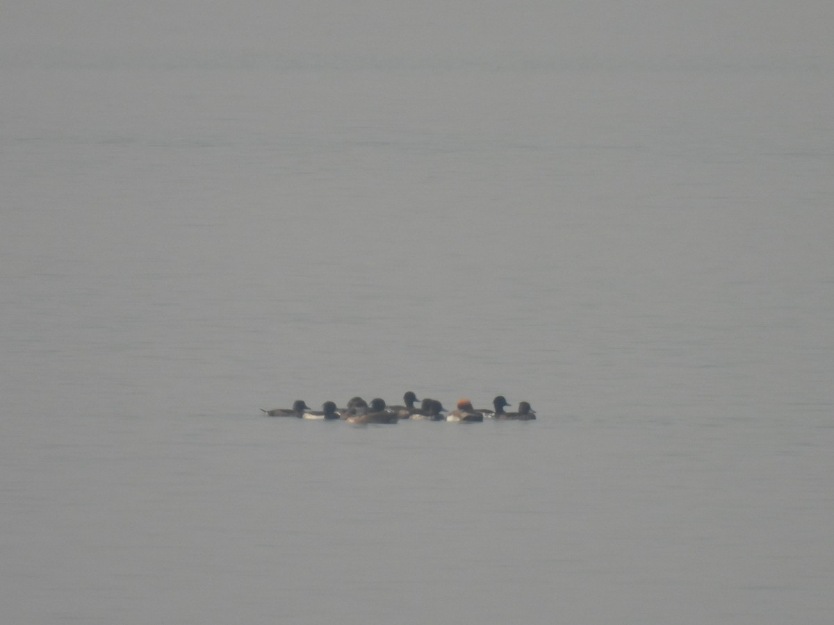 Red-crested Pochard - Kalyani Kapdi