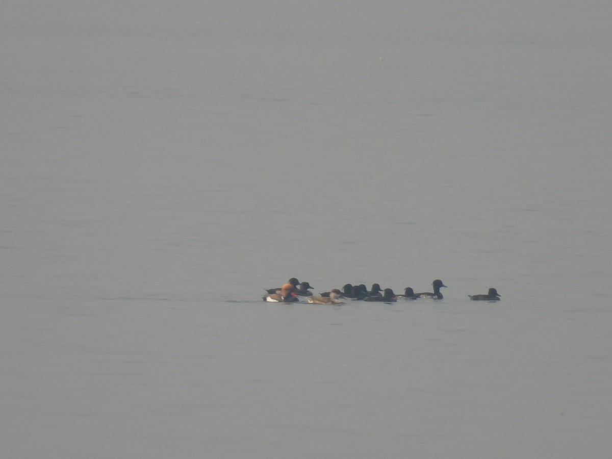 Red-crested Pochard - Kalyani Kapdi