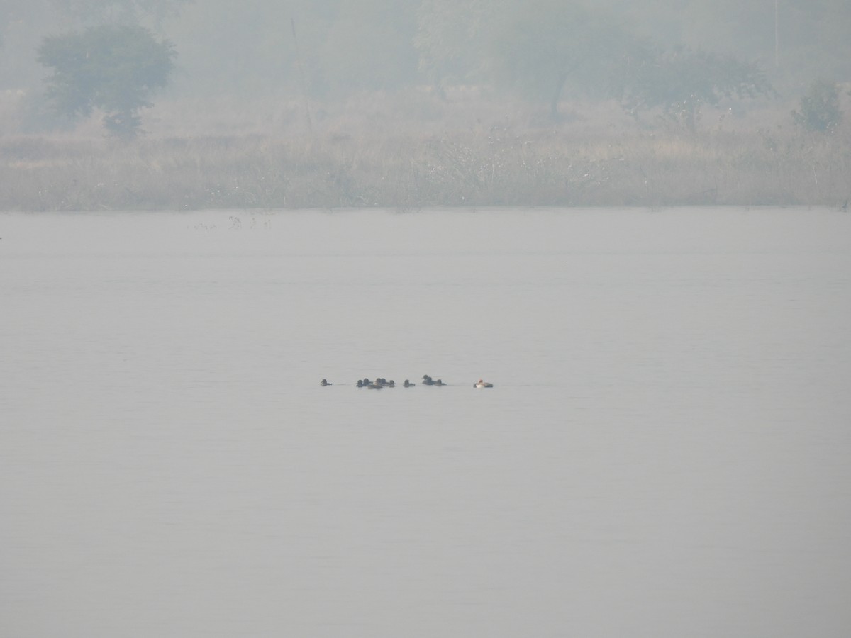 Red-crested Pochard - Kalyani Kapdi