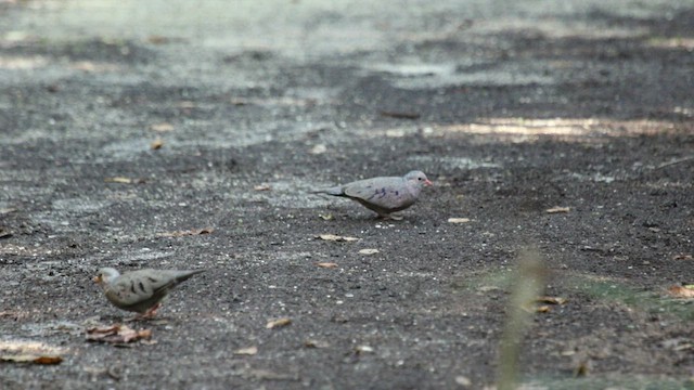 Common Ground Dove - ML509124891