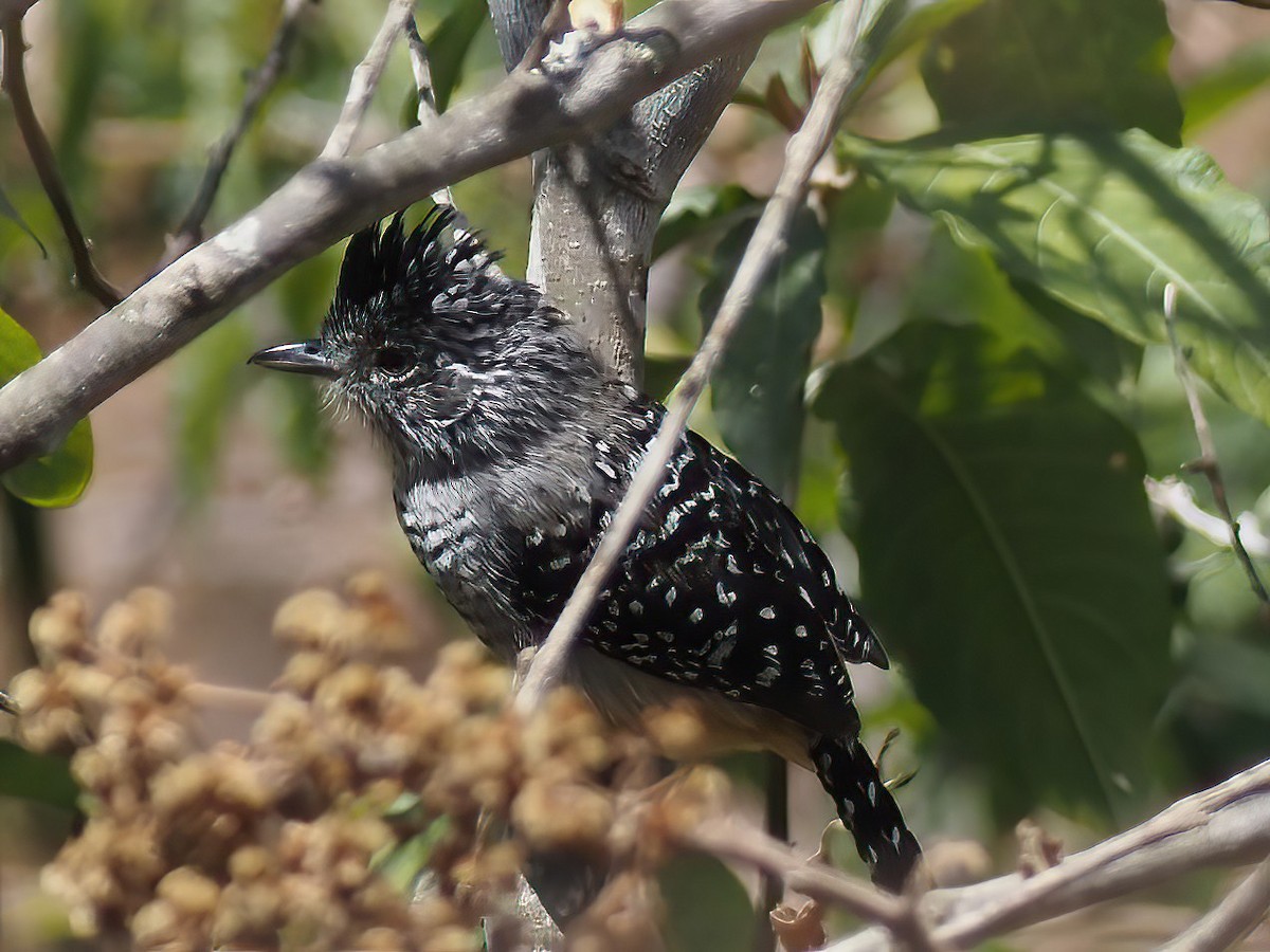 Chapman's Antshrike - Daniel Kaplan