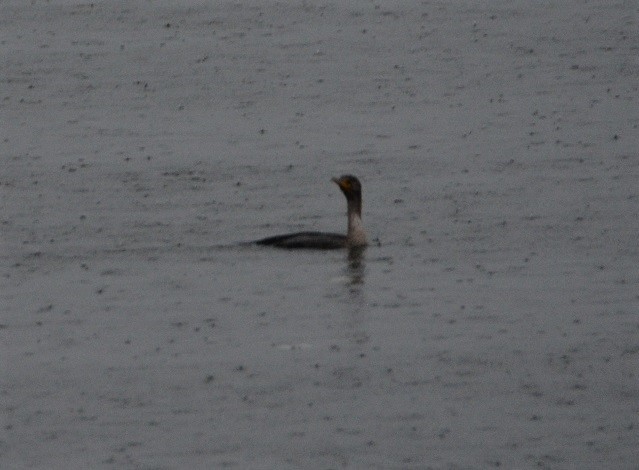 Cormoran à aigrettes - ML509126031