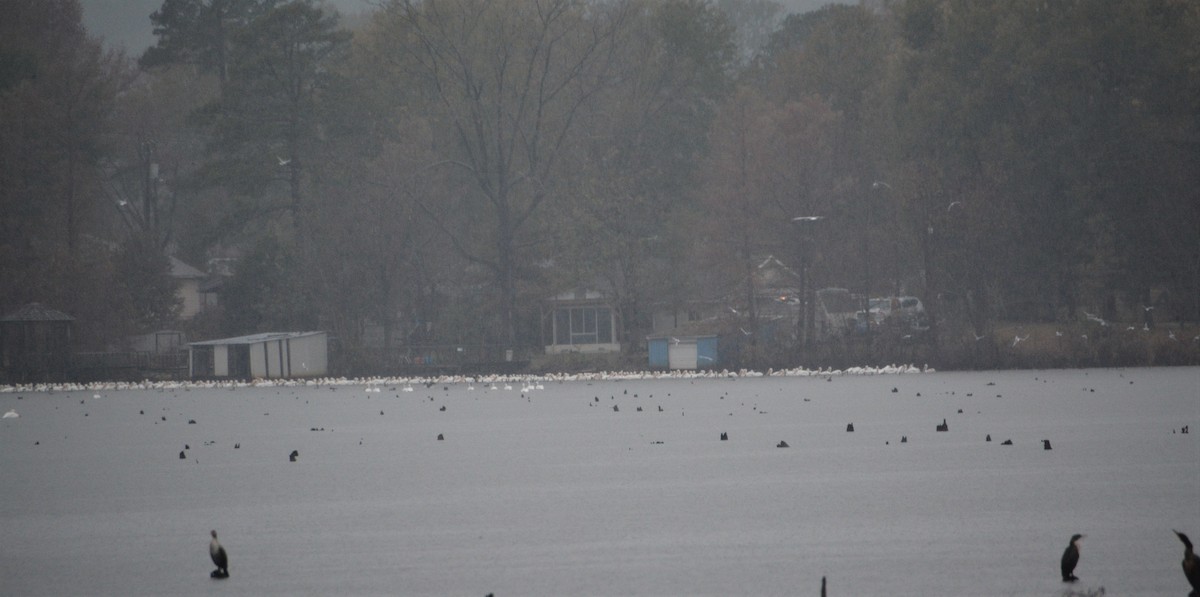 American White Pelican - ML509126231