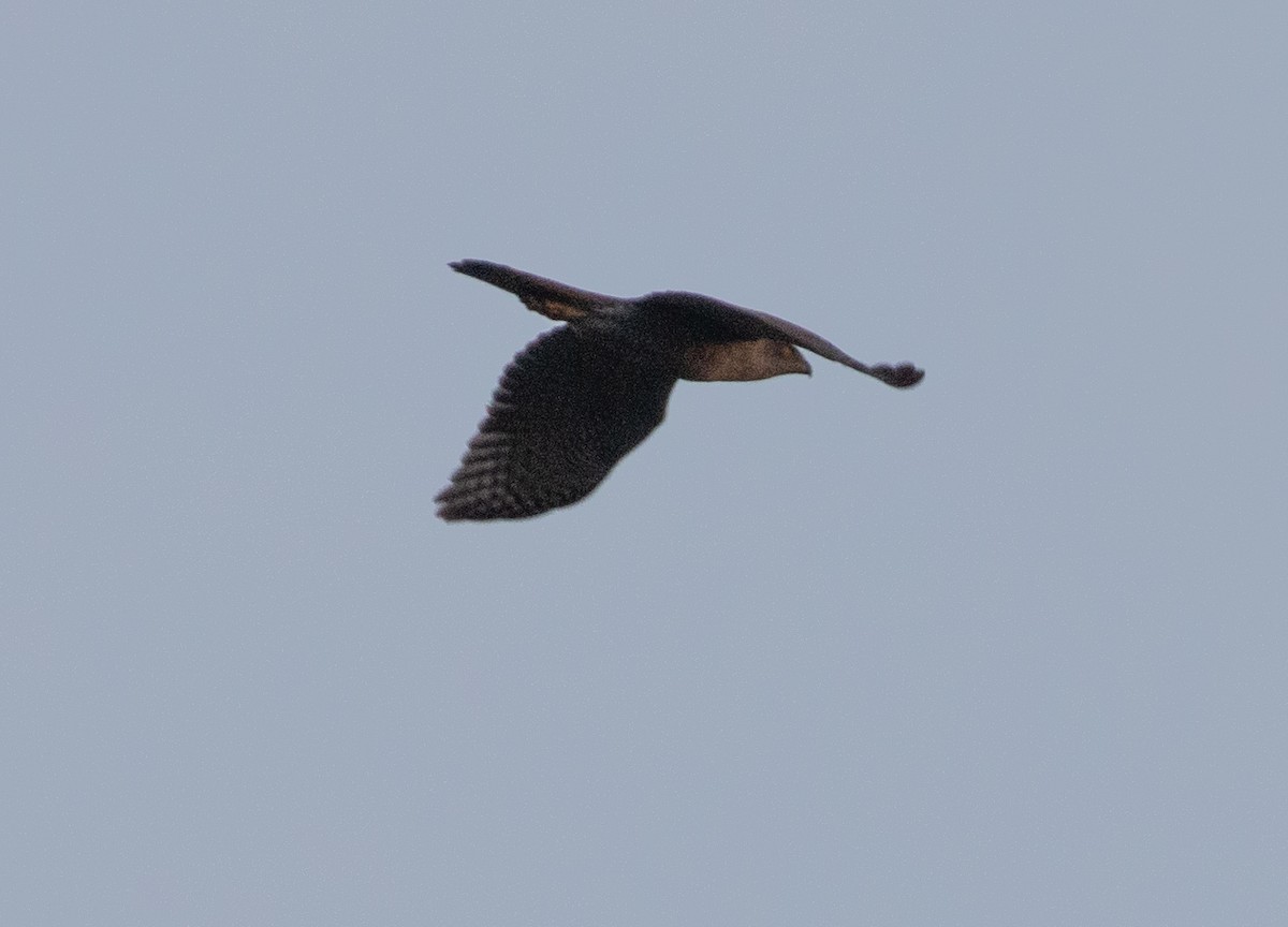 Henst's Goshawk - ML509127301