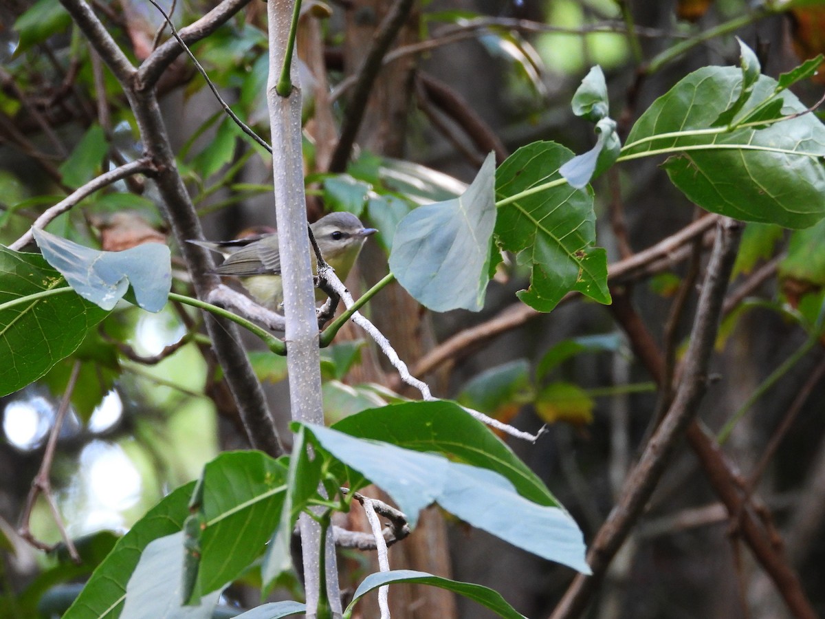 Warbling Vireo - ML509127571