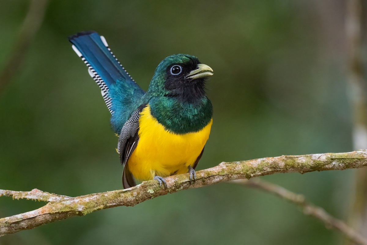 Northern Black-throated Trogon - Tyler Ficker