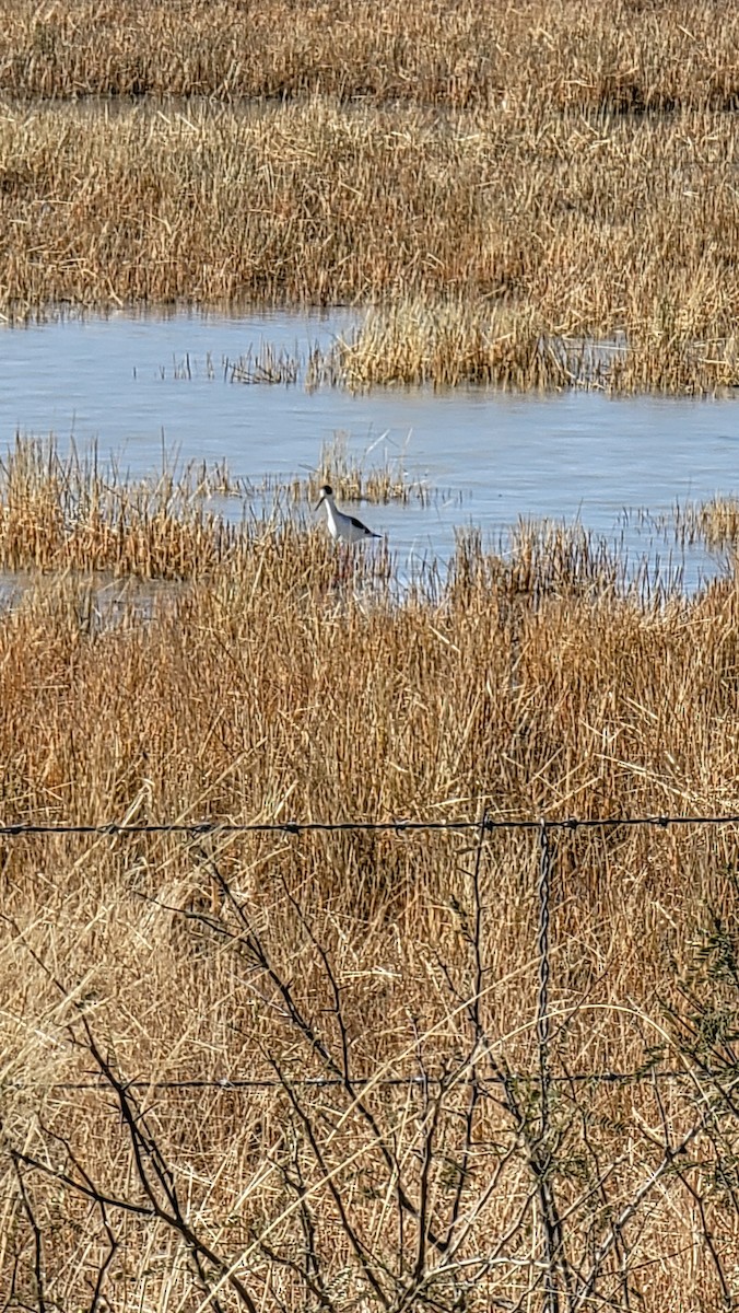 Black-necked Stilt - ML509128081