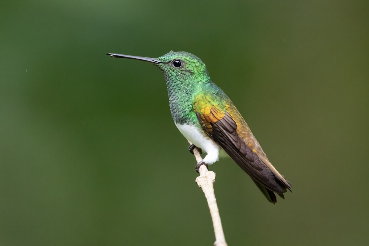 Snowy-bellied Hummingbird - Tyler Ficker