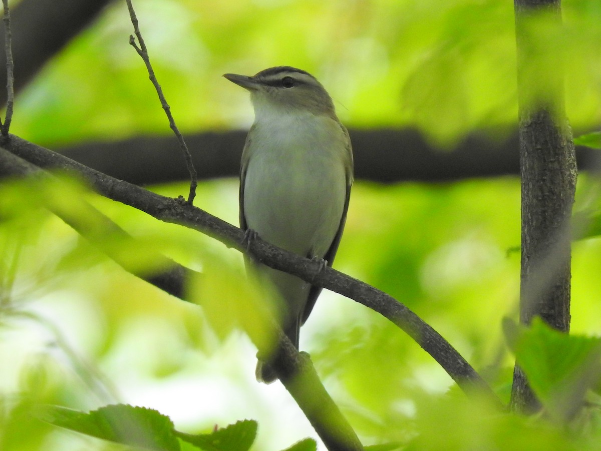 Red-eyed Vireo - Chris Wiles
