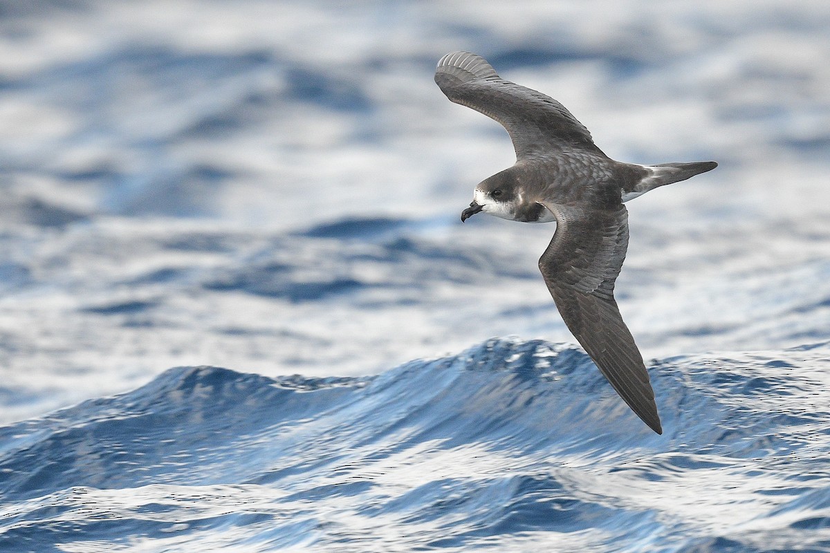 Bermuda Petrel - ML509129631