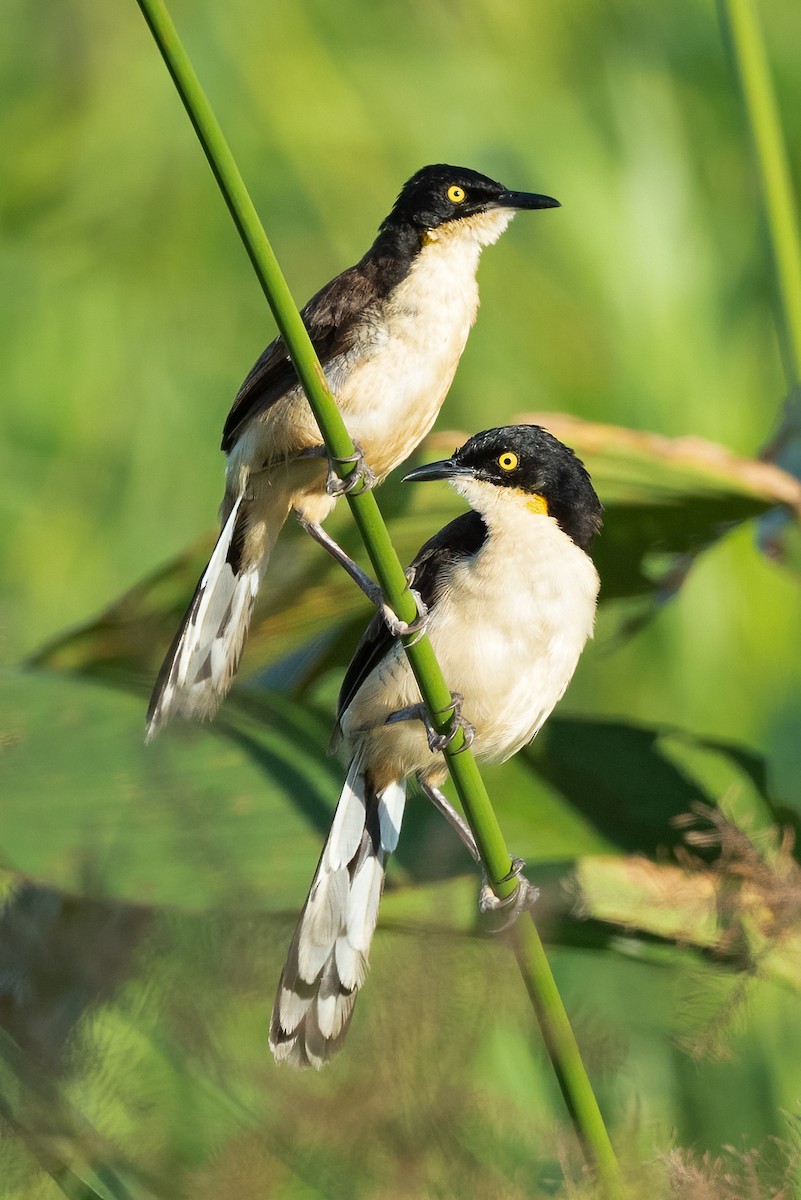 Black-capped Donacobius - ML509130141