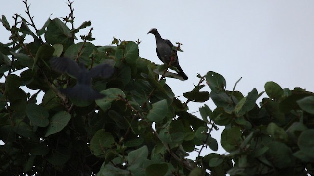 White-crowned Pigeon - ML509130581