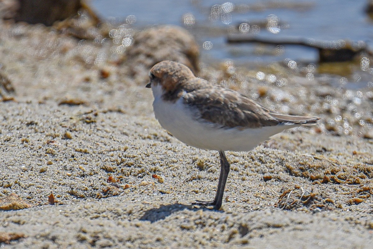 Red-capped Plover - ML509131071