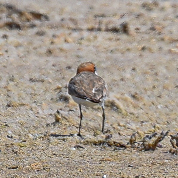 Red-capped Plover - Robin Leow
