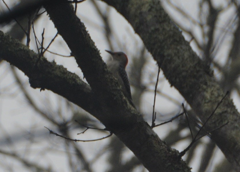 Pic à ventre roux - ML509131231