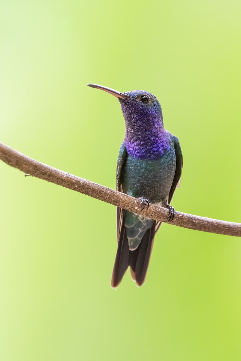 Sapphire-throated Hummingbird - Tyler Ficker