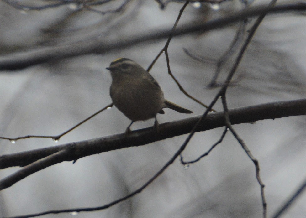 Roitelet à couronne dorée - ML509131271