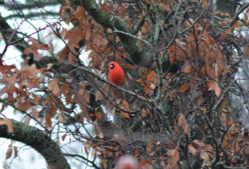 Northern Cardinal - ML509131621