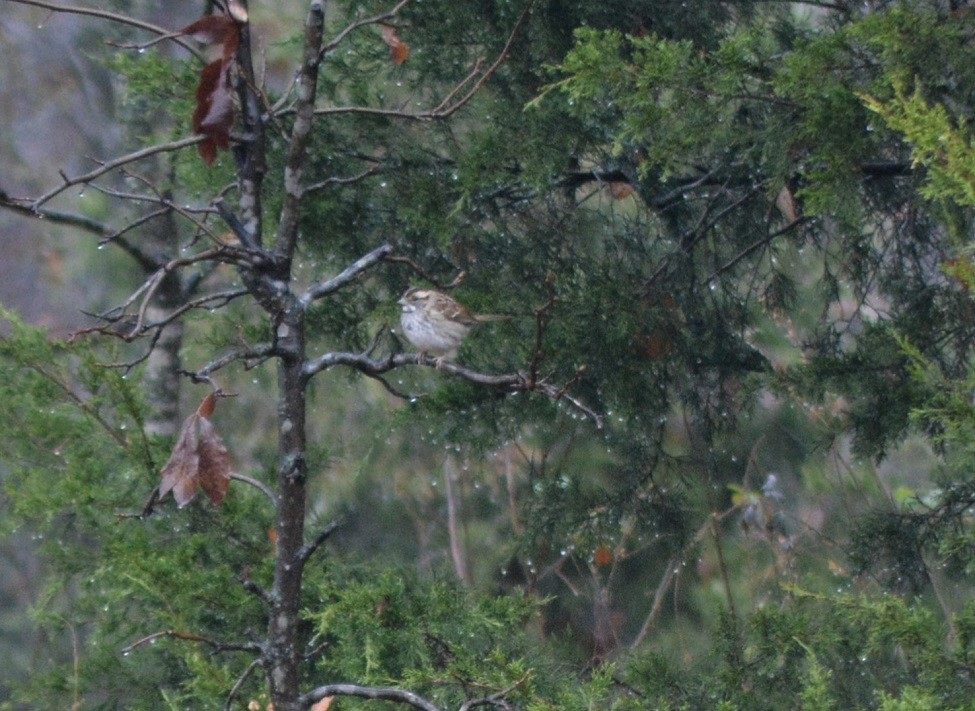 White-throated Sparrow - ML509131651