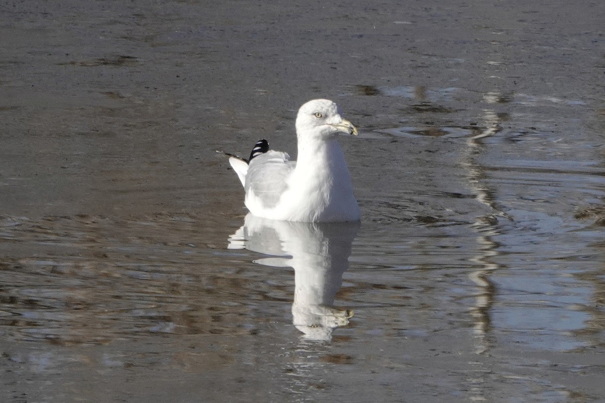 Ring-billed Gull - Steve Frye