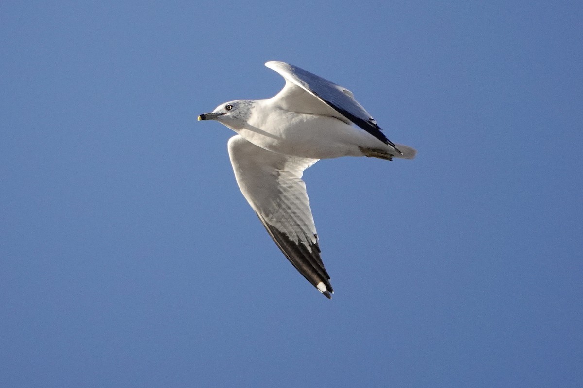 Ring-billed Gull - ML509131771