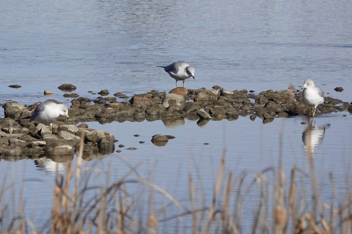 Ring-billed Gull - ML509131781