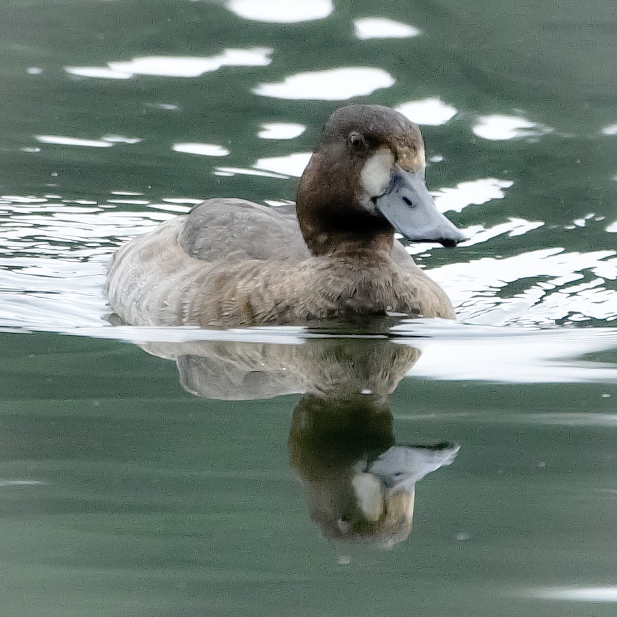 Greater Scaup - ML509133811