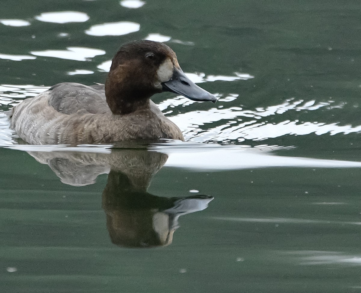 Greater Scaup - ML509133821