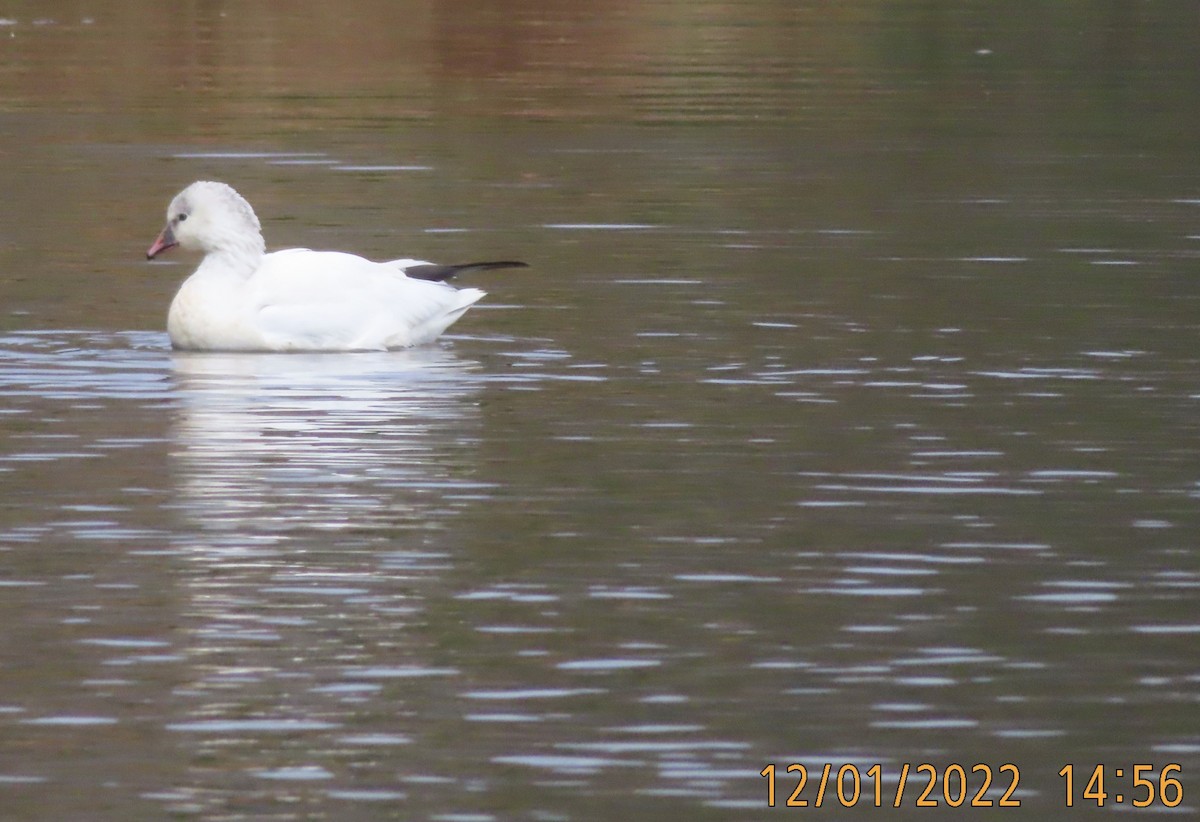 Ross's Goose - ML509134331