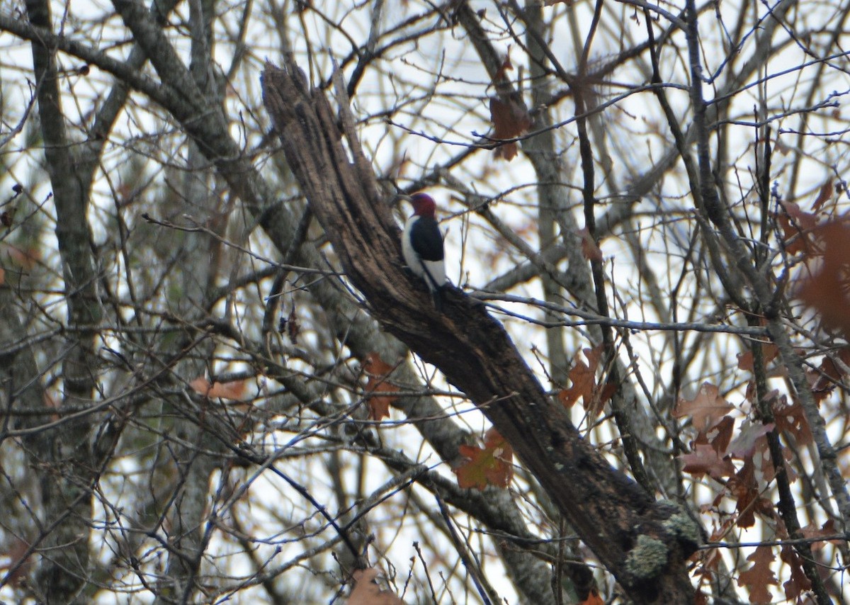 Red-headed Woodpecker - ML509134981